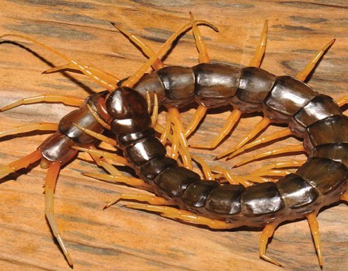 centipede services