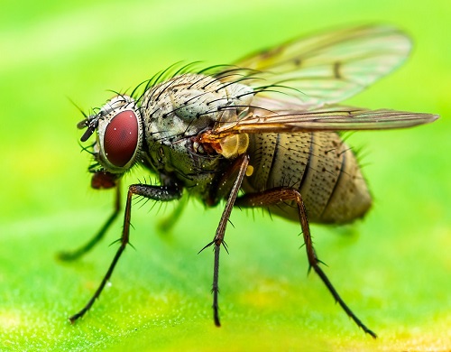 flies control