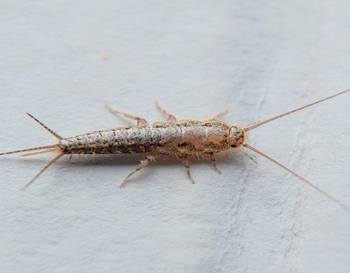 silverfish