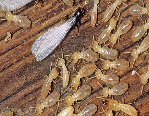 termite-control